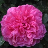 Принцесса Анна_0x160 Любимый сад - Результаты из #60